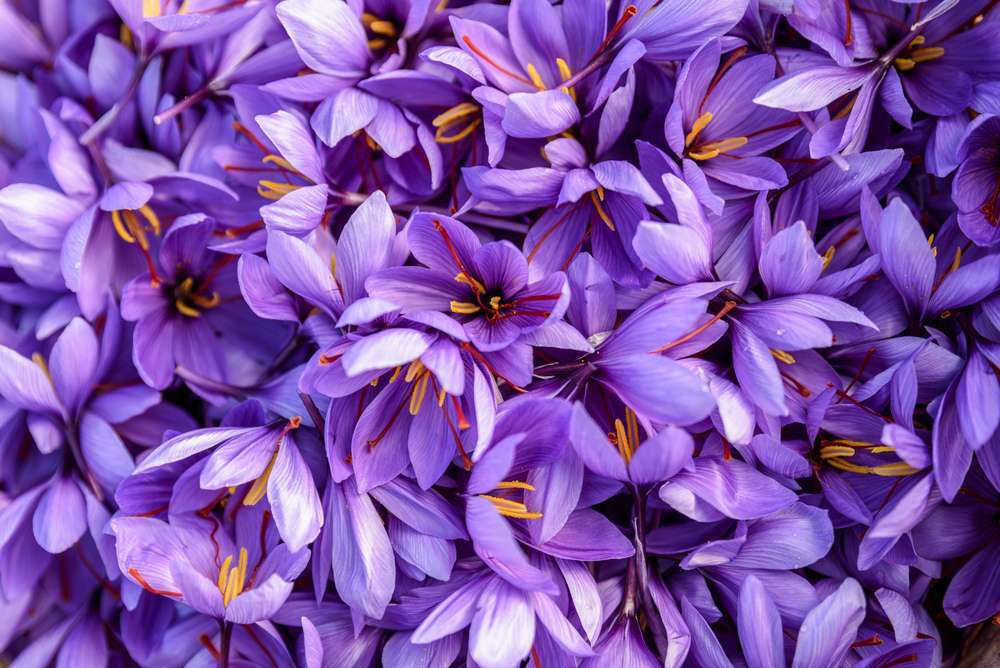 Purple Crocus sativus flower, the source of saffron