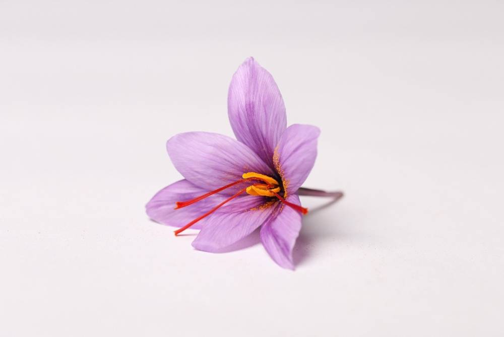 Image of a saffron flower